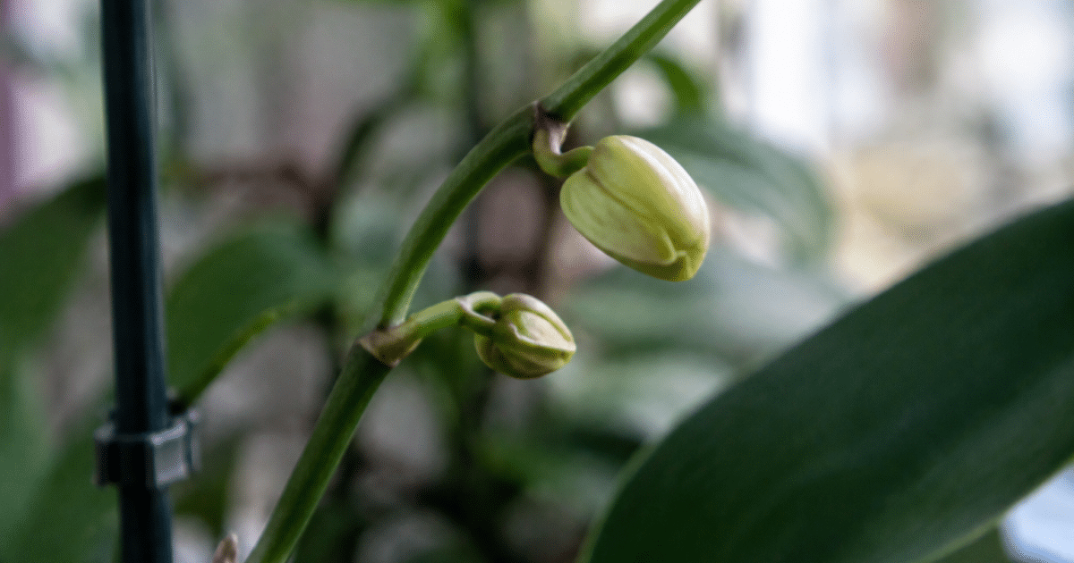 jeune bourgeon floral emergent sur tige verte orchidee