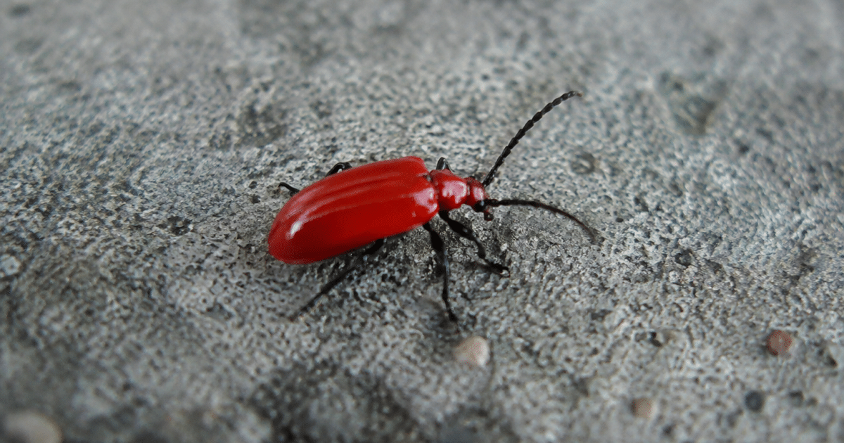 Insecte rouge brillant posé sur surface grise rugueuse