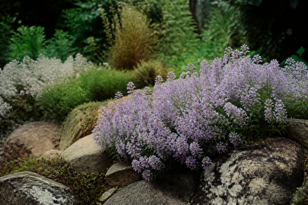 Plantes basses fleurs couvrant talus et rocaille