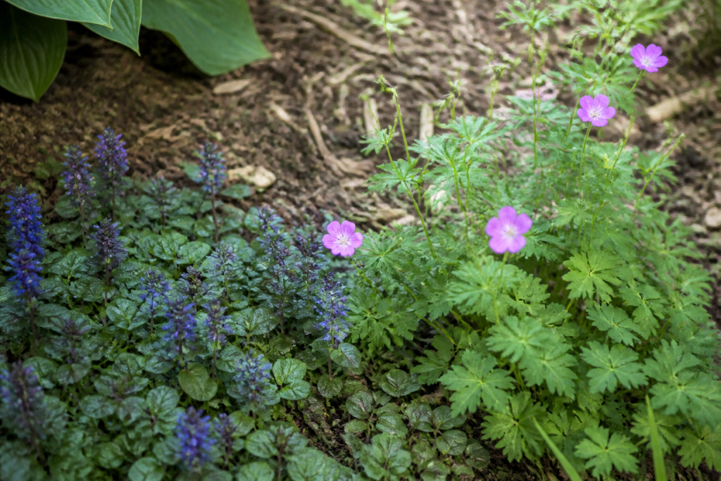 Sedum bugle et geranium sur terre paillee