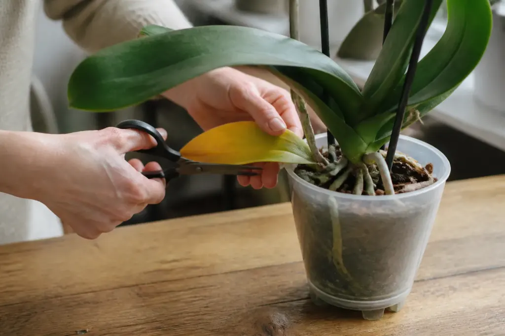 Mains coupant nettement feuille jaunie d'orchidee